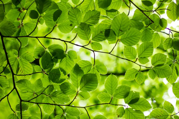 The Tree Helps Me Think