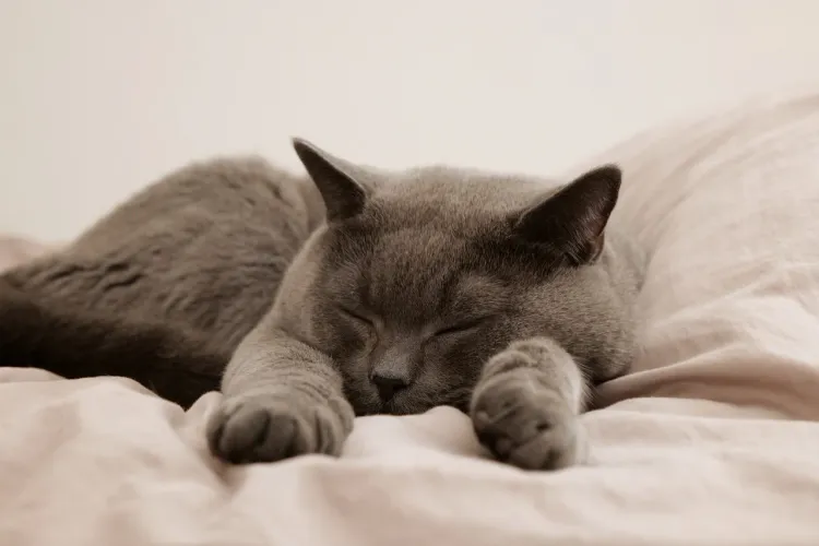 3 Essential Elements of a Successful Bedtime Routine
